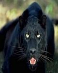 pic for Black Jeguar